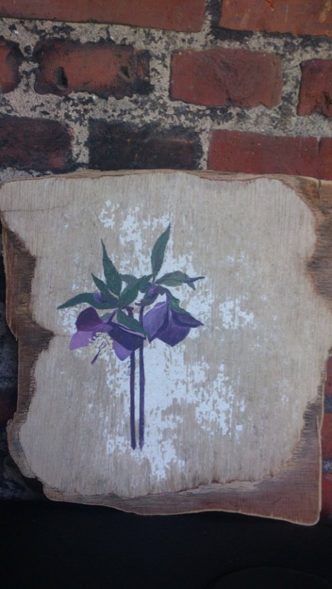 julerose p drivtmmer